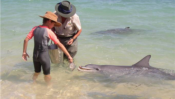 shark bay